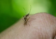 Moustique-tigre, un "dengue" de virus moustique tigre dengue