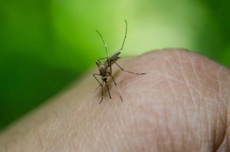 moustique tigre dengue
