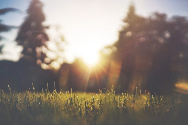 Allergies de l'été