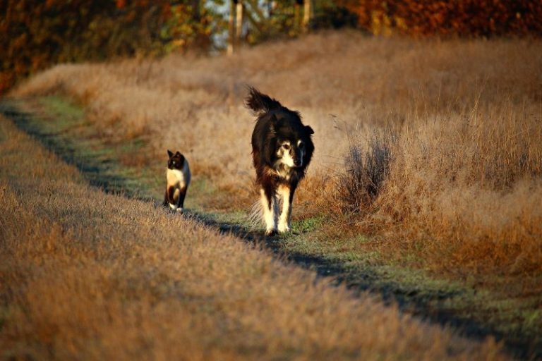 il faut surveiller la santé des animaux de compagnie à l’approche de l’automne