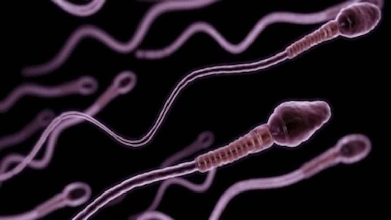 Des spermatozoïdes sur fond noir