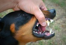 Rage: combattre les idées reçues Un chien atteint par la rage essaie de mordre.