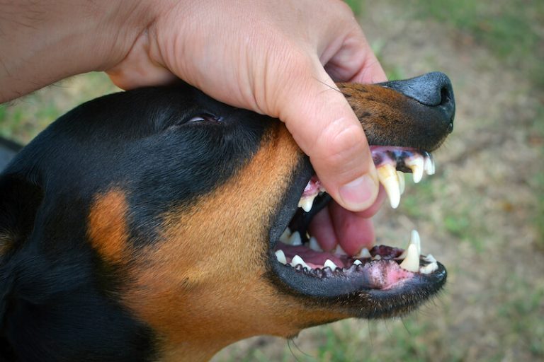 Un chien atteint par la rage essaie de mordre.