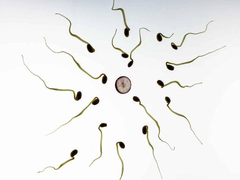 spermatozoid in vitro