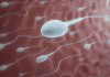 Les spermatozoïdes, une denrée trop rare chez les donneurs