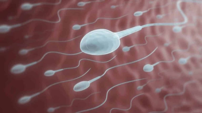 Les spermatozoïdes, une denrée trop rare chez les donneurs