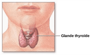 La thyroïde se situe à la base du cou