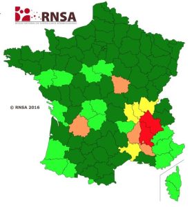 Les pollens d'ambroisie prolifèrent en Rhône-Alpes Auvergne