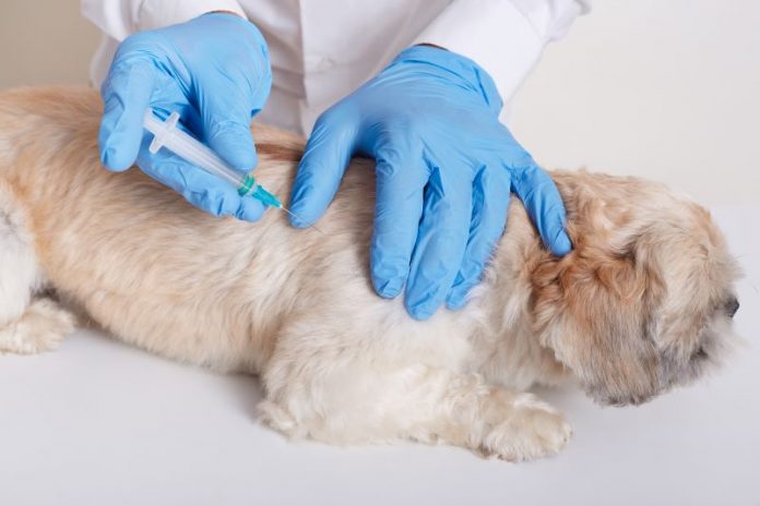un vétérinaire vaccine un chien