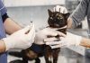 les vétérinaires préconisent la stérilisation sur les chats