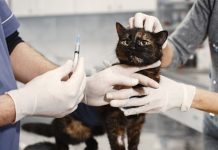 les vétérinaires préconisent la stérilisation sur les chats
