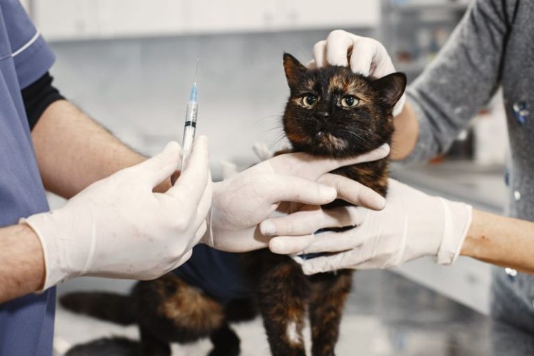 les vétérinaires préconisent la stérilisation sur les chats