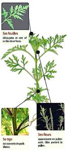 Le plant d'ambroisie se repère facilement