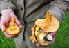 Champignons non-comestibles : gare à l’intoxication !