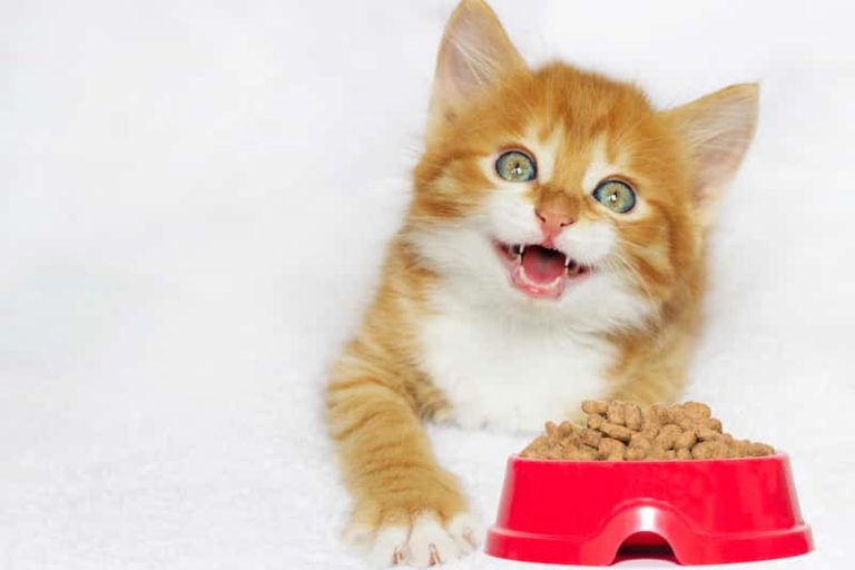 nourrir chat apprendre lyon ra sante