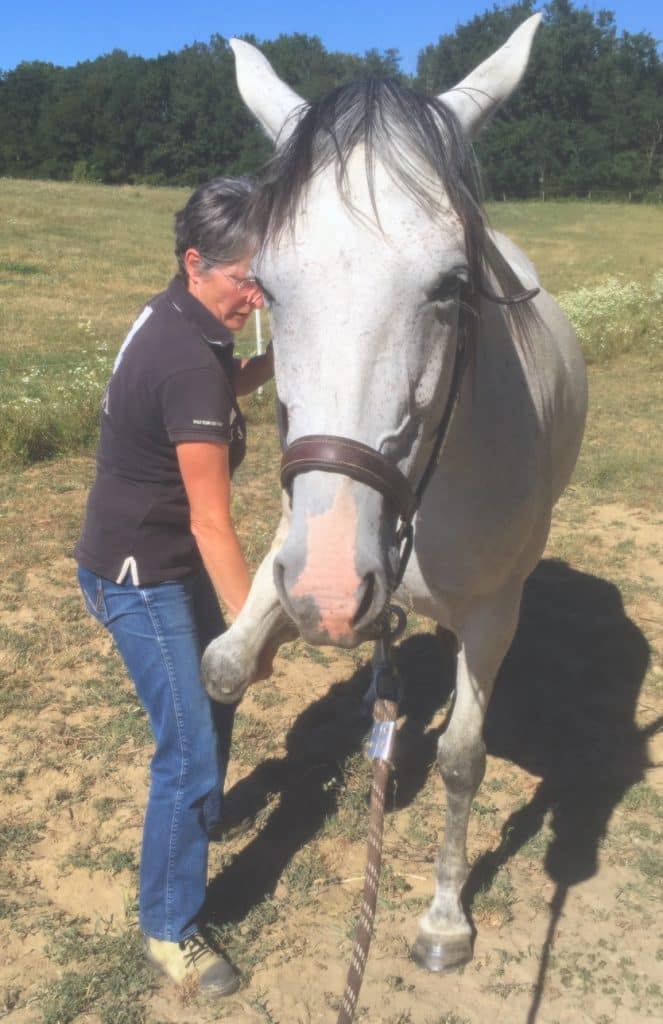 Cheval ostéopathie