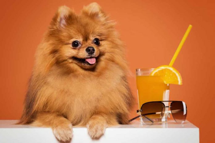 chien lunette de soleil orange boisson