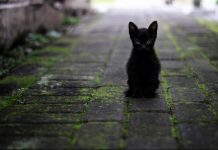 chaton noir seul qui semble perdu démarches adoption