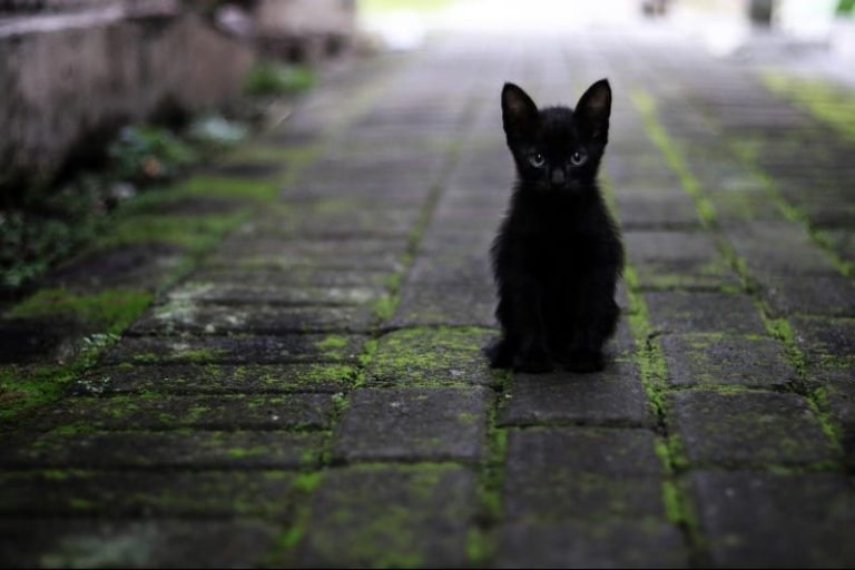 chaton noir seul qui semble perdu démarches adoption