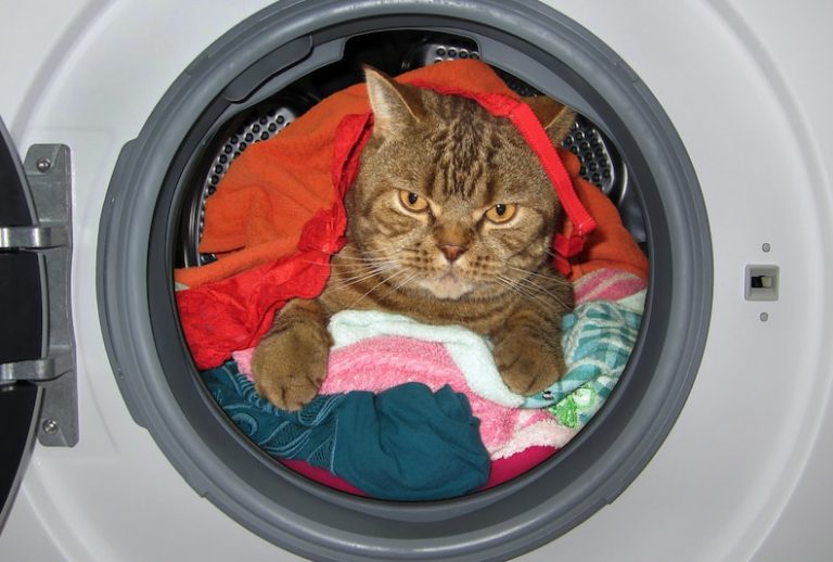 Les dangers domestiques sont nombreux pour le chat.