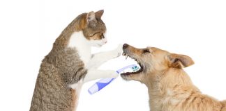 La santé dentaire des chiens et des chats, un sujet essentiel.