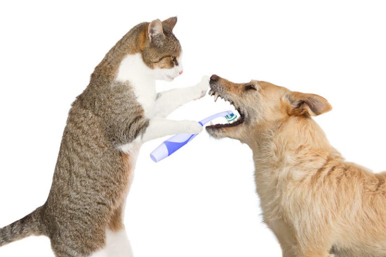 La santé dentaire des chiens et des chats, un sujet essentiel.