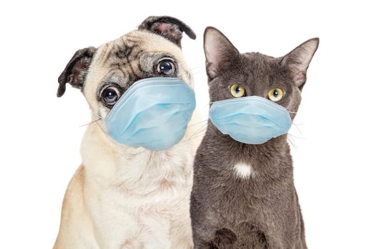 Le Covid touche aussi les animaux !