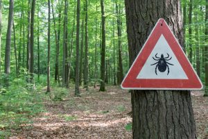Prudence sur les chemins : les tiques rôdent !