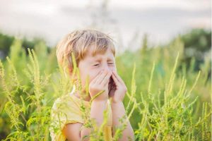 allergies ambroisie_Ra Sante