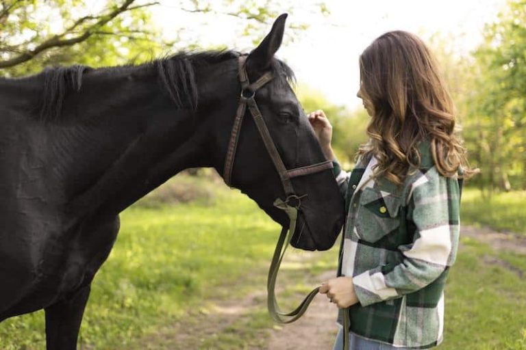 bien-être équin cheval équidé santé animale