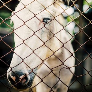 santé animal bien-être cheval équin