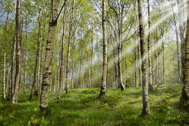 Une forêt de bouleaux, sources d'allergies aux pollens.
