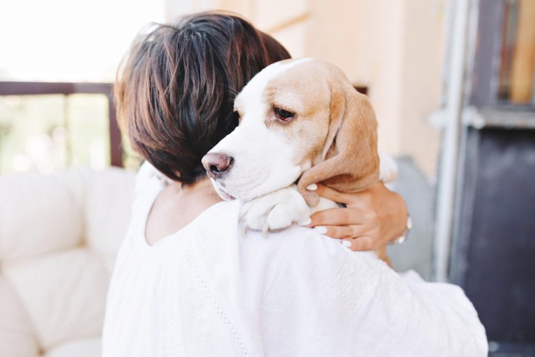 epilepsie chiens maladie