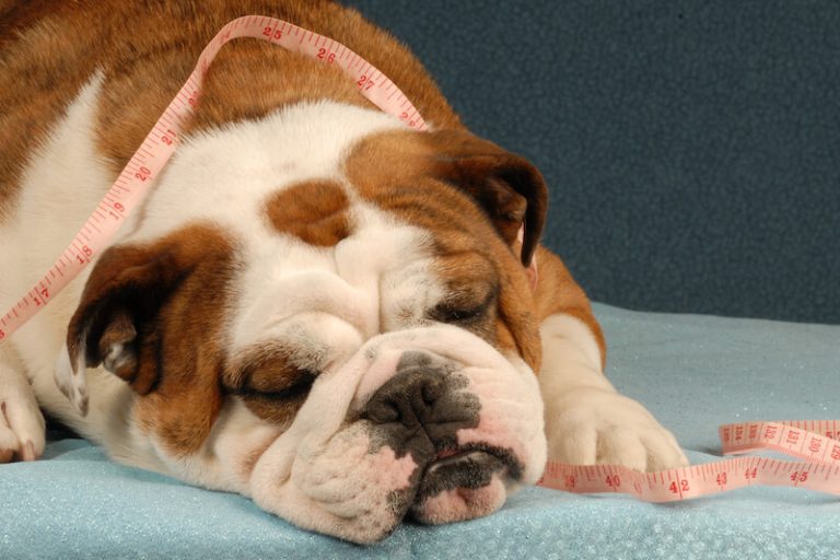 L'obésité du chien est de plus en plus fréquente.