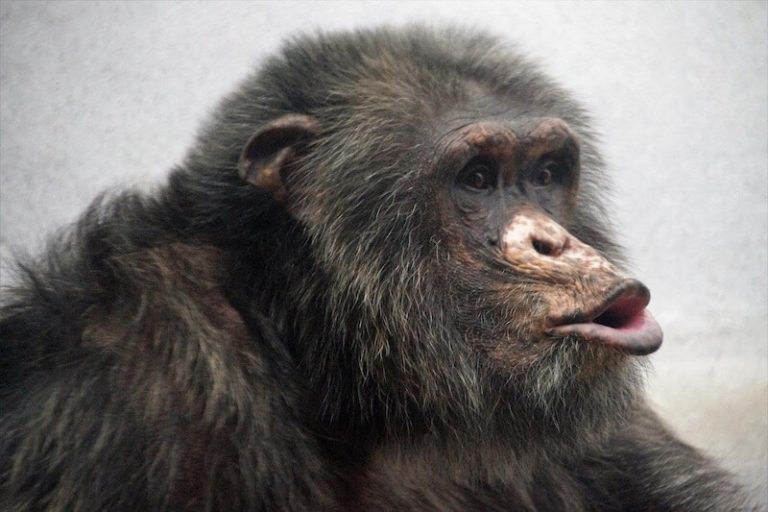 La variole du singe, un virus bien mal nommé.