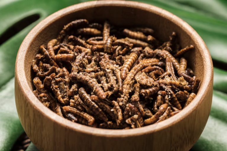 des insectes comestibles sont dans un bol