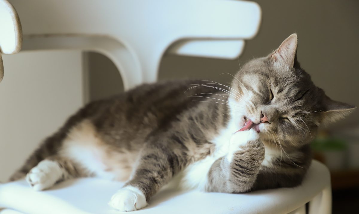 Un chat est allongé et fait sa toilette.