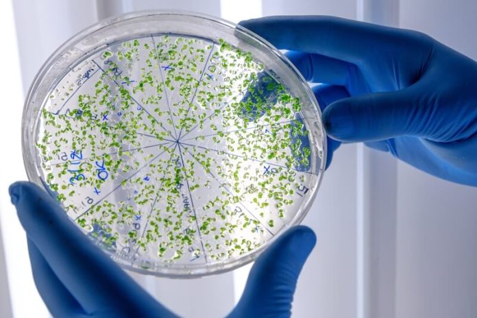 La bactérie listeria étudiée dans un laboratoire.