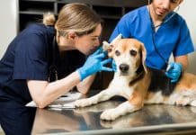 chien passant un examen médical pour vérifier son état de santé,chez le vétérinare