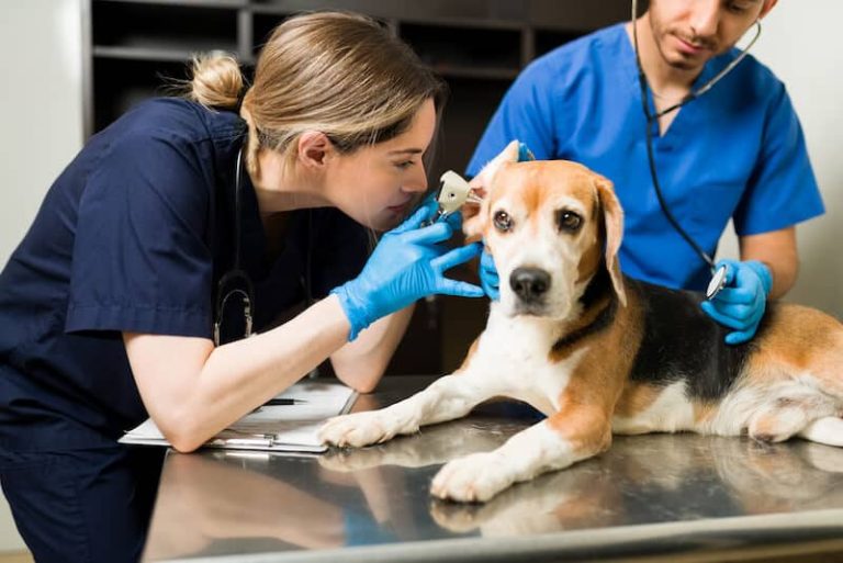 chien passant un examen médical pour vérifier son état de santé,chez le vétérinare