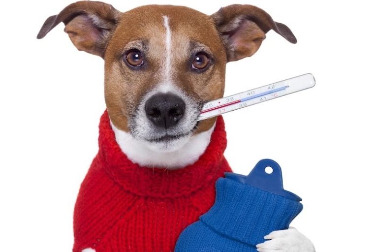 Est-ce que notre animal de compagnie peut attraper froid ?
