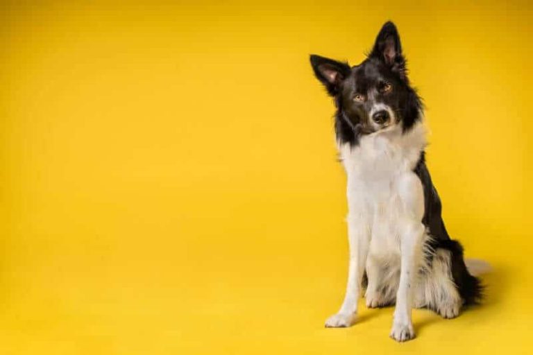 Votre chienne saigne ? Elle est peut-être dans sa période de chaleurs.