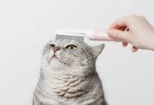 Chats : les conseils pour un beau pelage Pour les chats, un beau pelage est le reflet d'une bonne alimentation.