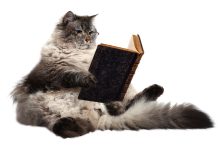 Chat obèse : que faut-il faire pour l’empêcher de grossir ? Chat qui se détend.