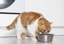 Quelles croquettes choisir pour mon chat ? Il est important de bien choisir les croquettes de son chat.