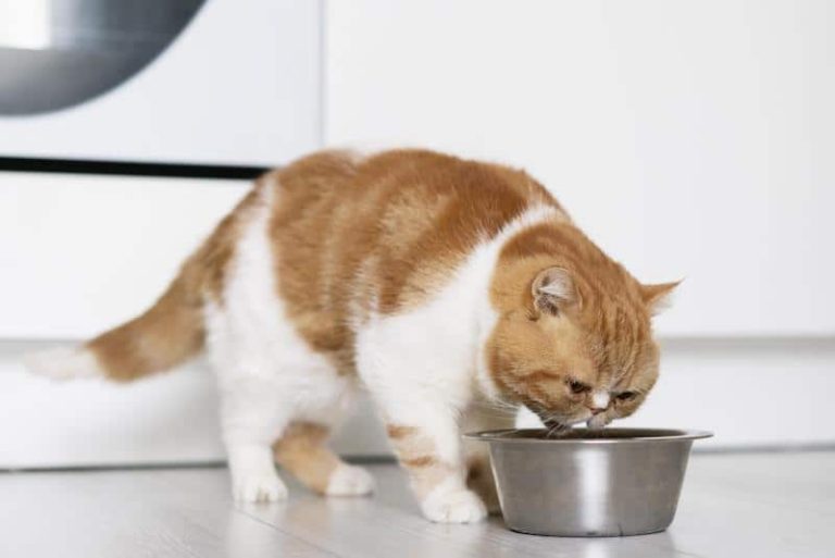Il est important de bien choisir les croquettes de son chat.