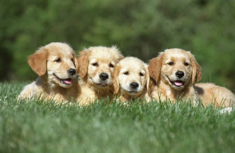 Ces quatre chiots viennent de naître en pleine santé grâce à une grossesse bien préparée.