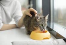 Nutrition du chat : le top 10 des aliments à absolument éviter Ce chat mange des croquettes.