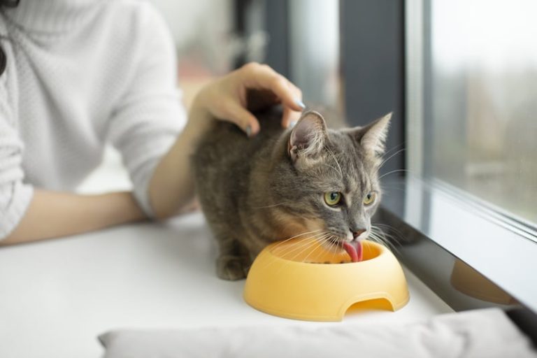 Ce chat mange des croquettes.