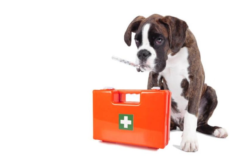 Les chiens peuvent attraper la maladie de Lyme.